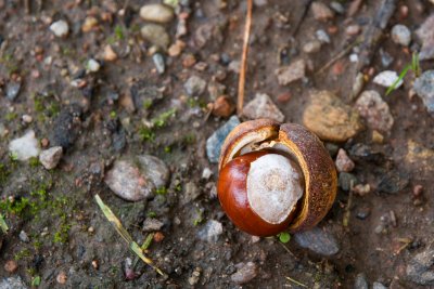 Aesculus hippocactanum - jírovec koňský (maďal) - plod